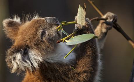 Medvdek koala