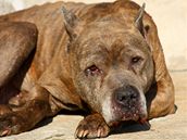 Moderní stáří na čtyřech tlapkách. Proti rakovině pomáhá i kryoterapie