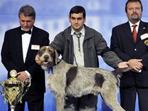 Vtz kategorie slovenskch nrodnch plemen svtov vstavy ps World Dog Show 2009 - Slovensk hrubosrst stava Ben Andreje Sigeta