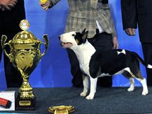 Nejhezm juniorem svtov vstavy ps World Dog Show 2009 se stal miniaturn bulterir Estonky Helen Tonksonov-Koitov