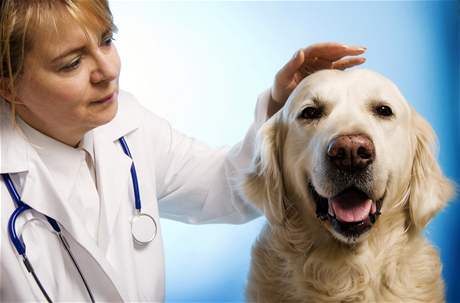 Názor, e lepí je psa neoperovat, pokud nádor nezpsobuje problémy, u veterinái vyvrátili