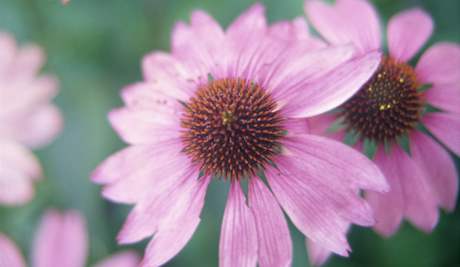 Echinacea