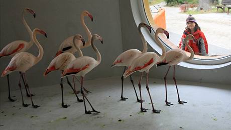 Hodonínská zoo se rozrostla o osmnáct plameák rových