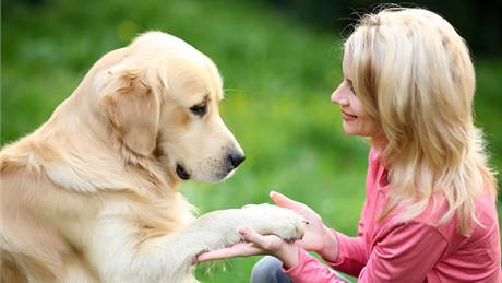 Posluný pes pináí svému majiteli více radosti i klidu 
