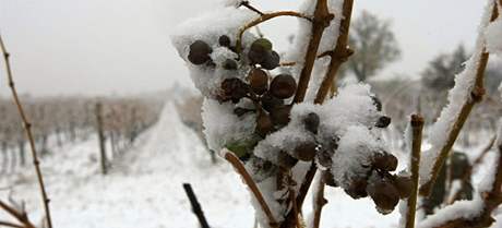 Vinohrad zapadaný snhem, Sedlec na jiní Morav (3. 11. 2009)