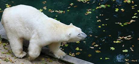 Lední medvd Umca zaívá sthování ze ZOO Brno do ZOO Bratislava 