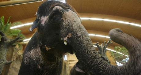 Mezi nejznámjí zvíata ústecké zoo patí slonice Kala a Delhi.
