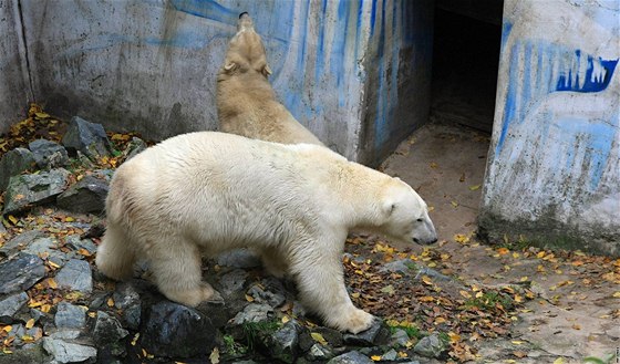 Otec nových pírstk brnnské zoo lední medvd Umca.