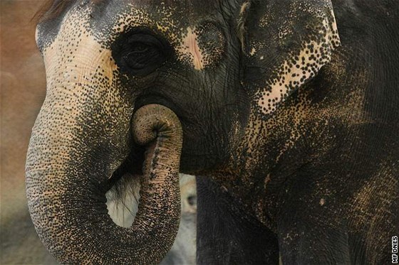 Samice slona indického Delhi po druhém pokusu o umělé oplodnění