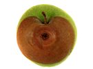 Shnilá jablka mete klidn naházet i do kompostu, pi správném vrstvení by to neml být problém 