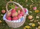 Zdravá spadaná jablka posbírejte a zpracujte, nahnilá odlote do kompostu 