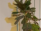 Jemné prouky na stn doplují malované stíny rostlin