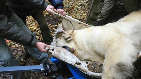 Sthování ledního medvda jménem Umca z brnnské zoo do Bratislavy