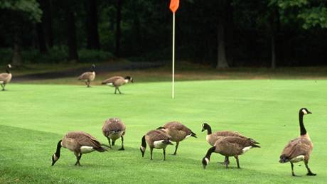 Golf - ilustra�ní