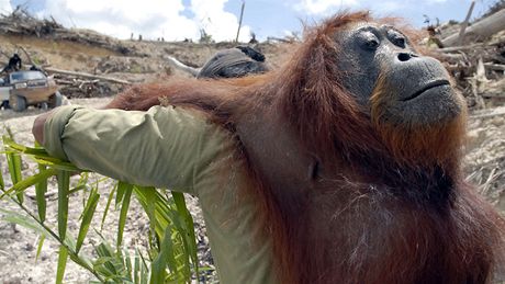 Indonéský lesník odnáší jednoho z orangutanů, kteří zůstal v oblasti na ostrově Borneo, jež musela ustoupit palmové plantáži