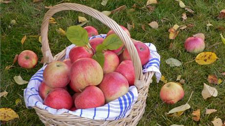 Zdravá spadaná jablka posbírejte a zpracujte, nahnilá odlote do kompostu 