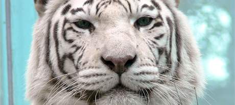 Isabella se s ostatními bílými tygry stala jedním ze symbol Liberce - podobn známým, jako napíklad vysíla Jetd.