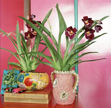 Orchidej Miltonia (Miltoniopsis phalaenopsis) patí ke lechtným kultivarm. 