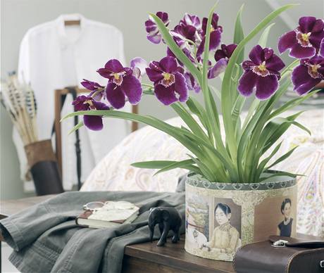 Miltonia (Miltoniopsis phalaenopsis) je orchidej s macekovitmi sametovmi kvty.