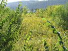 Kanadský zlatobýl lidé pěstují jako okrasnou rostlinu. Když uschne, často ho vyvezou na černou skládku a tím ho rozšiřují po krajině. Mezi pražskými Lahovicemi, Chuchlí a Radotínem doslova zaplavil kdysi udržovaná pole.