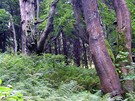 Bukový prales pod Velkým Javorníkem
