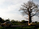 Baobaby, ím blíe k jihu, tím jich je více