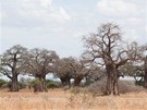 Baobaby, krásné a majestátní
