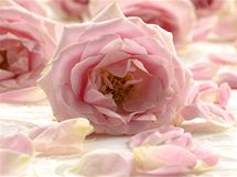 Výluh z podrcených okvětních plátků růží, ať už čerstvých nebo sušených, desinfikuje a zklidňuje zanícené sliznice. 