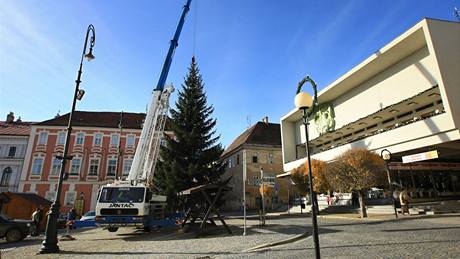 Kotvení vánoního stromu na Masarykov námstí ve Znojm