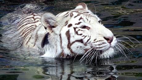 Bílý tygr v liberecké zoo.