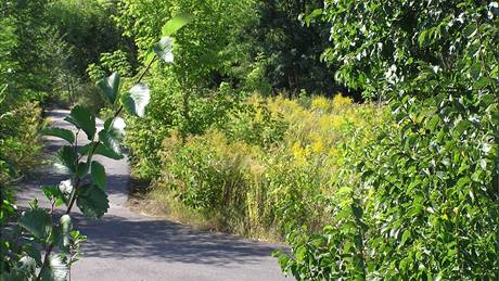 Kanadský zlatobýl lidé pěstují jako okrasnou rostlinu. Když uschne, často ho vyvezou na černou skládku a tím ho rozšiřují po krajině.