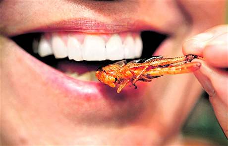 Pozít hmyz je pro mnohé nepedstavitelná pedstava