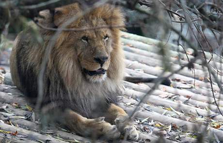 Lev Sultán v liberecké zoologické zahrad (19. listopadu)