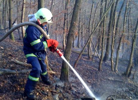 Hasii zasahuj u poru lesa na tchovicku. (29. listopadu 2009)