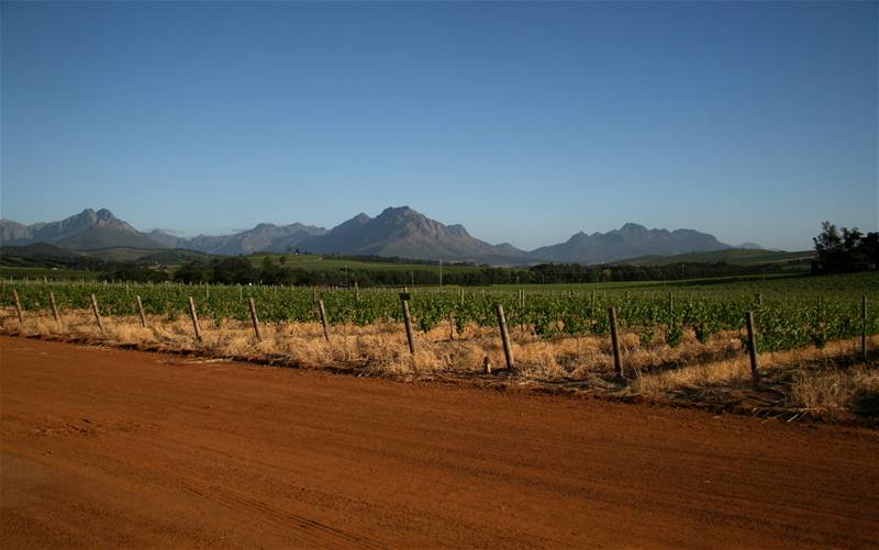 Jihoafrická republika. Vinice ve Stellen Bosch na úpatí pohoí Simonsberg. Tak odsud pochází to slavné jihoafrické víno.