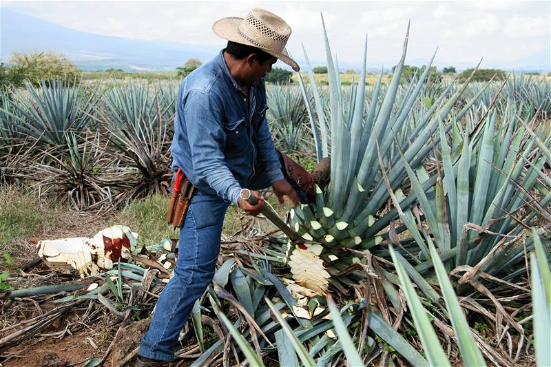 Mexiko, Tequila. Práce El Jimadora je velmi nároná, kadý den musí v tropickém horku zpracovat nkolik set rostlin agáve denn