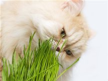 Tráva kočce pomáhá s čištěním žaludku od spolykaných chomáčů chlupů.