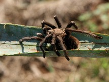 Mexiko, msteko Tequila. Pi prci na poli je teba dvat pozor na nebezpen tarantule