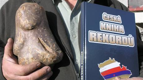 Rekordní brambora o váze 1720 g je od 24. listopadu 2009 k vidní v Muzeu kuriozit v Pelhimov.