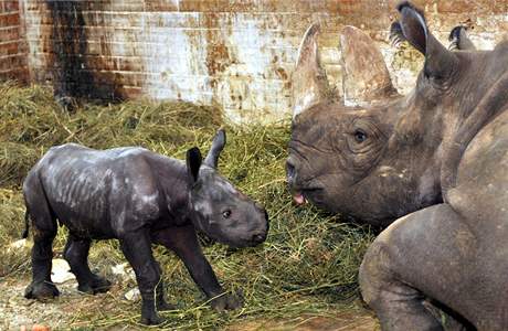 Nosoroci v krlovdvorsk zoo (9. prosince 2009)