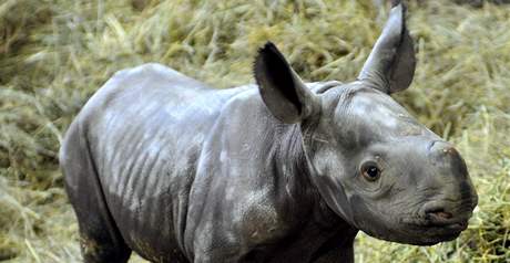 Nosoroci v královédvorské zoo. Ilustraní foto