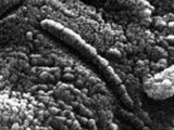 Meteorit ALH 84001 z Marsu s detailem, povaovanm za produkt bakteri