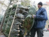 Prodej vnonch stromk na Komenskho nmst v Brn, prodava Rostislav toura  