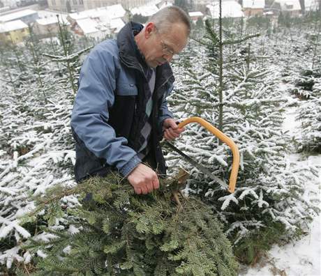 Na plantái v Náchod si lidé mohou vánoní stromky sami vybrat i uíznout.