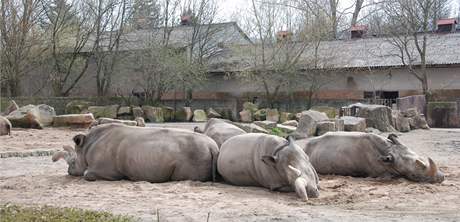 Nosoroec tuponos v zoo ve Dvoe Krlov