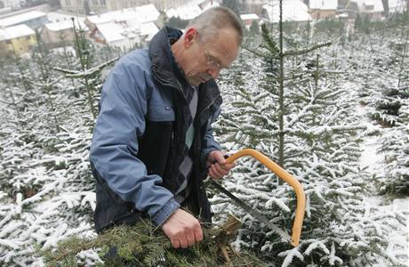 Na plantáži v Náchodě si lidé mohou vánoční stromky sami vybrat i uříznout.