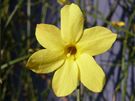 Jasmn nahokvt (Jasminum nudiflorum).