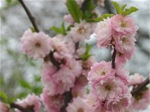 Mandlo (Prunus triloba).