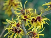 Viln (rod Hamamelis).