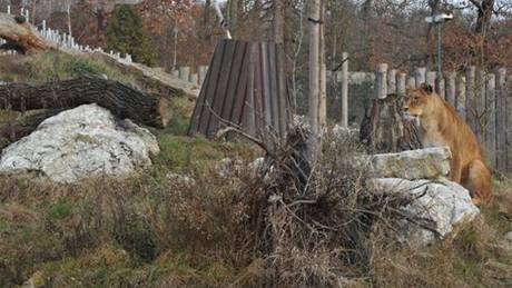 V hodonínské zoo by mohli lidé pozorovat nejen exotická zvíata, ale i ta, která ili a ijí v tuzemských lesích